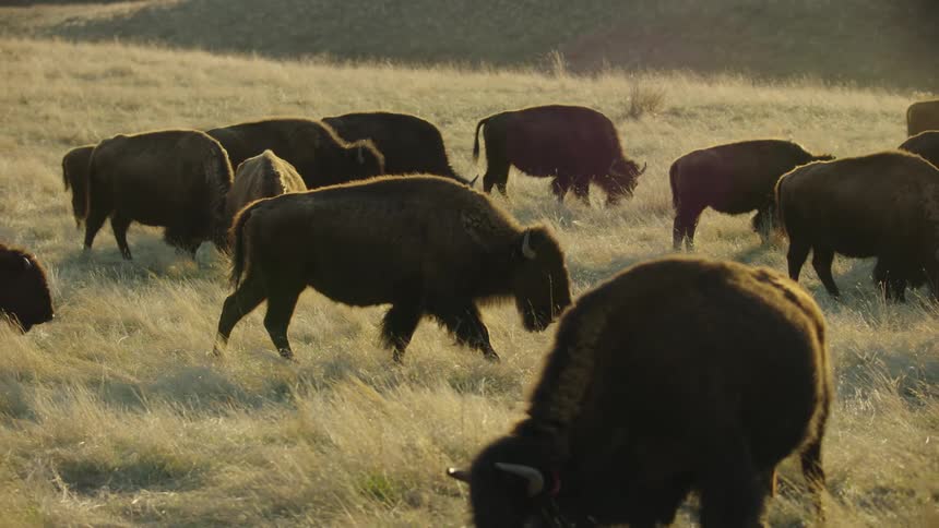 Buffalo and bison walking on a grassy field with hills in the background as the stabilized camera tracks with them
