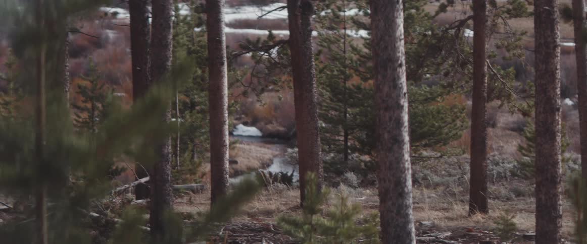 A landscape with a forest with trees plants and a stream