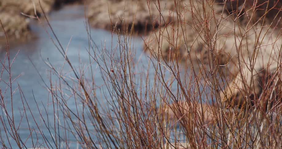 A river flows past bushes on the shore