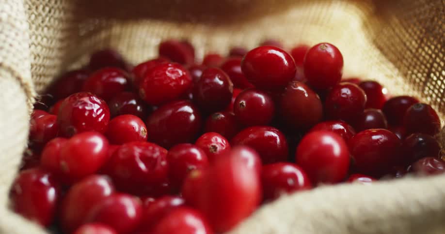 Bright coffee cherries falling inside a burlap sack