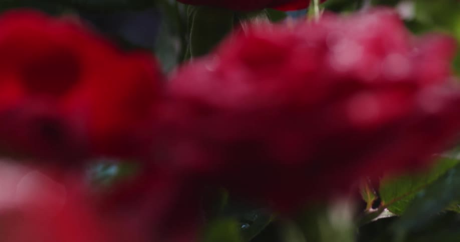 Close up of a bouquet of red rose flowers