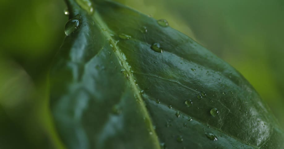 Water droplets on a leaf