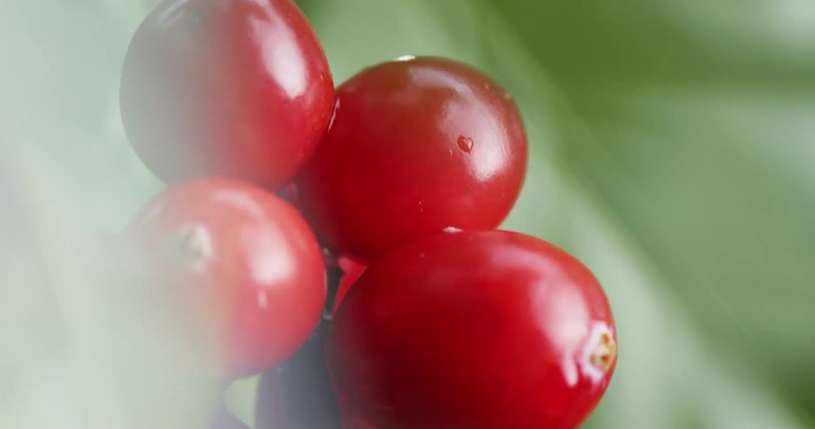 A plant has produced a few bright red coffee cherries that are still attached to it