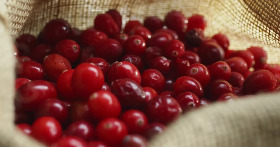 coffee cherries falling into a sack
