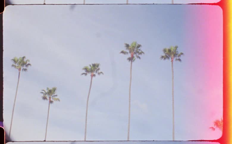 Tall palm trees in the tropics caught on vintage film