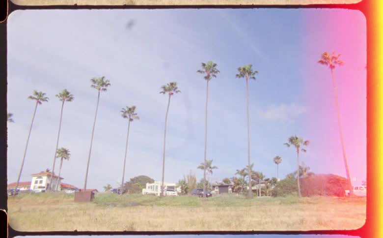 Tall palm trees in the tropics caught on vintage film