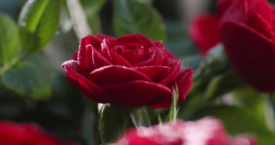 Close up of a bunch of red roses