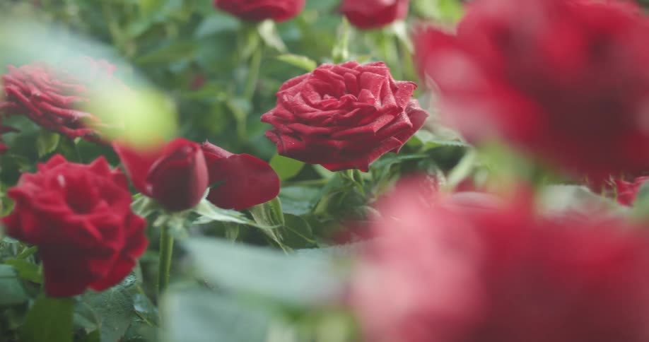 Flowers in full bloom