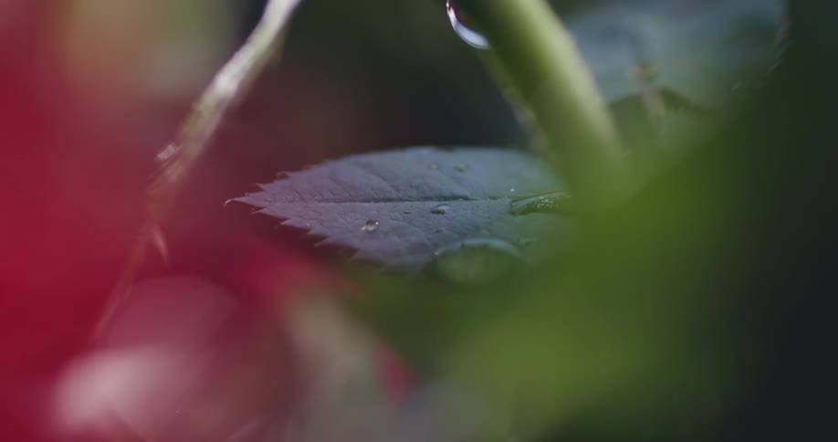 Close up of drops of water falling over the green leaf on the stem of a rose