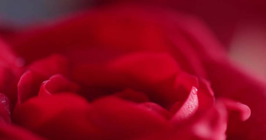 Close up of a rose with dew drops on it