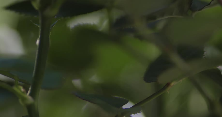Thorns and serrated leaves occupy green plant stalks