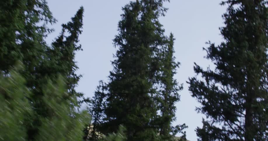 Passing by many tall green trees