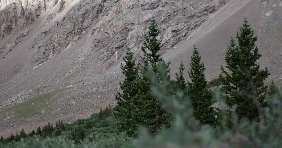 Trees sit near the foot of a mountain on a windy day