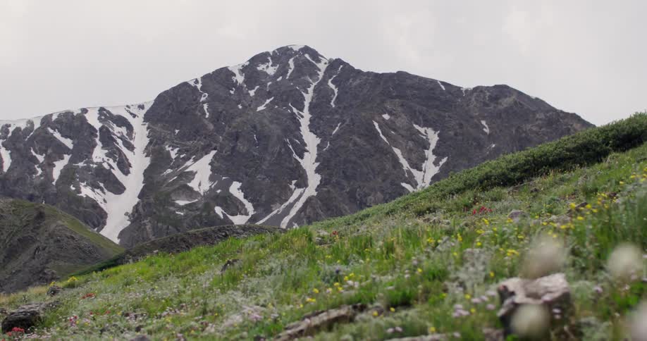 A hill is covered with grass and flowers before a snow covered mountain