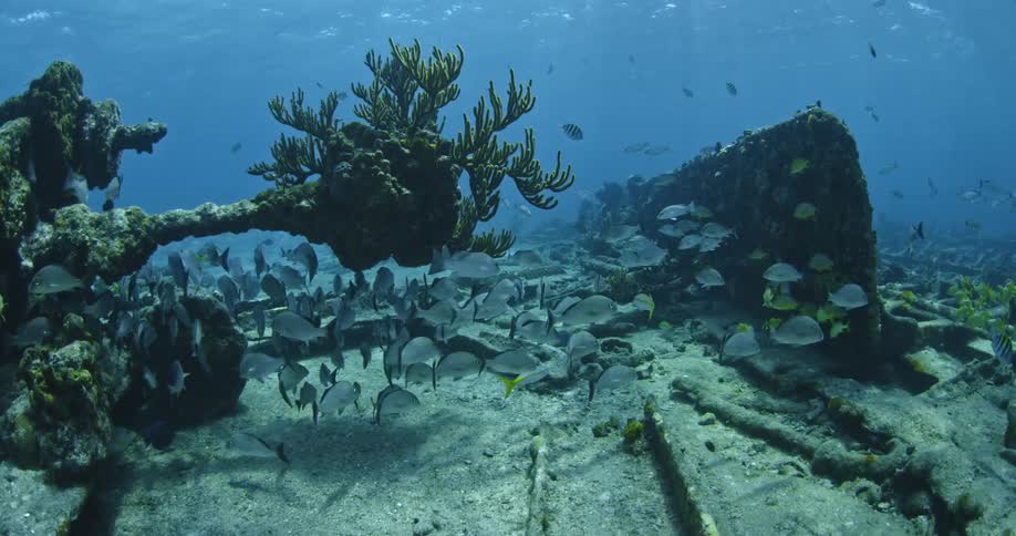 Fish swim around an old shipwreck on the ocean's bottom