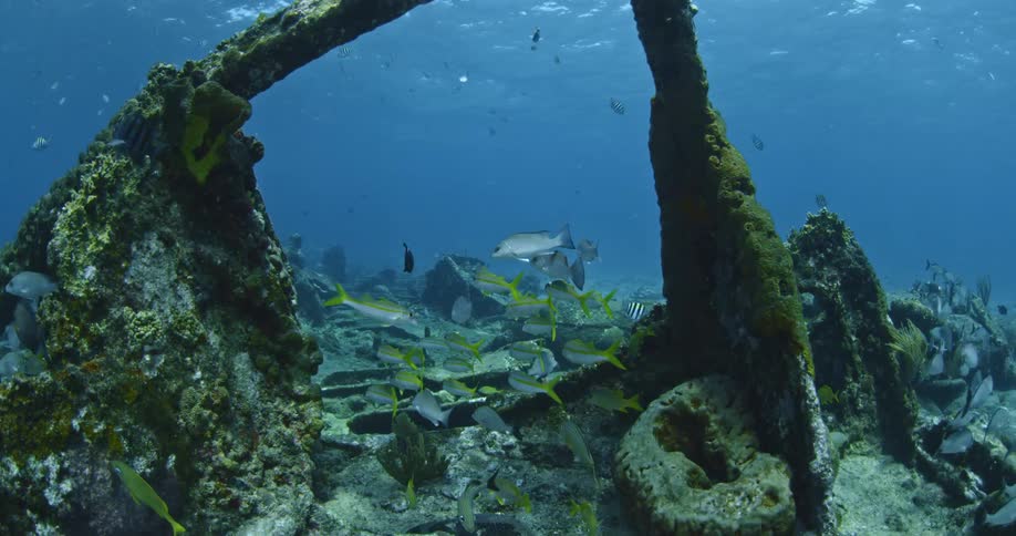 Fish swim near the ocean floor