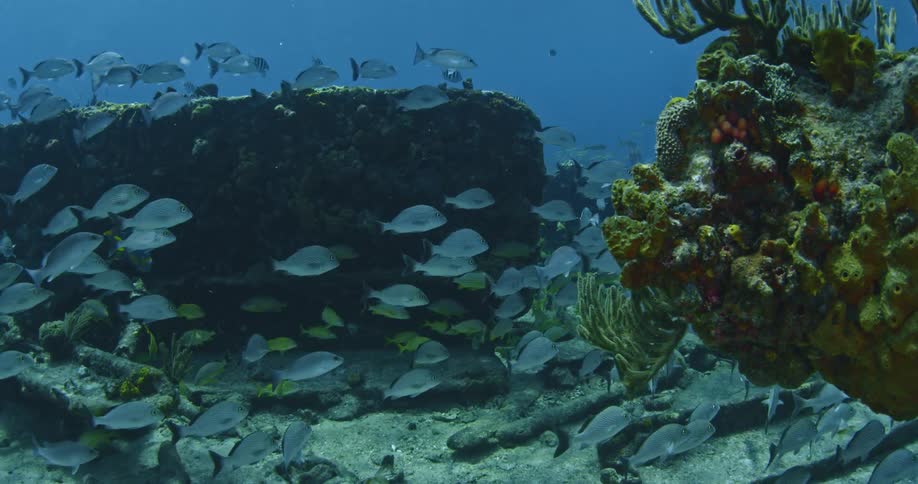 A group of fish are swimming around a ship wreck
