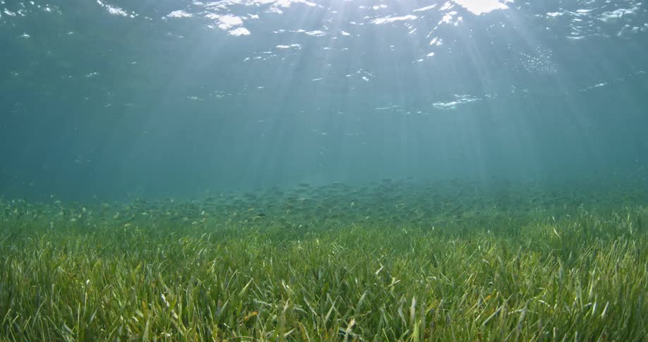 Sunlight filters through clear ocean water