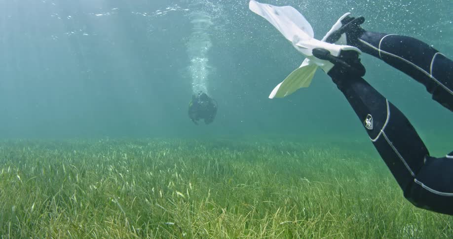 Divers swim near the ocean floor