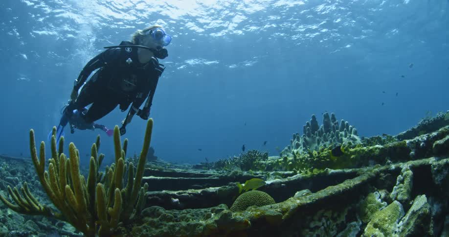 Scuba divers exploring the waters