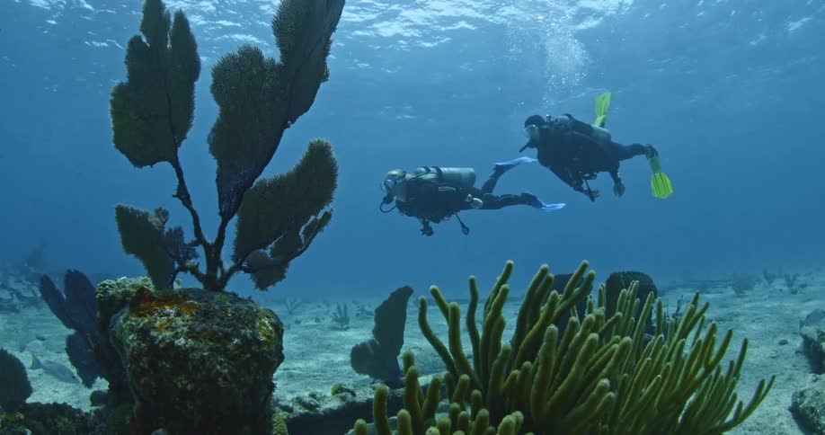 Two scuba divers swim in the ocean