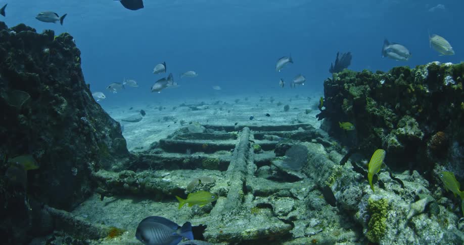 Fish swim near the ocean floor