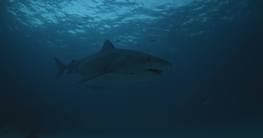 A shark swims in the ocean