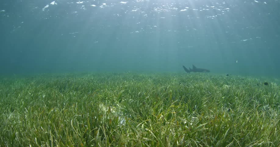 A shark swimming at the bottom of the ocean