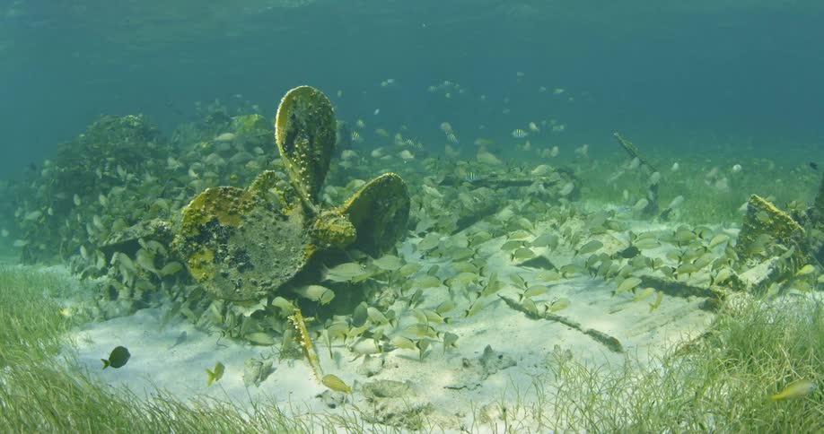 Fish are swimming near an old wreck on the bottom of the ocean