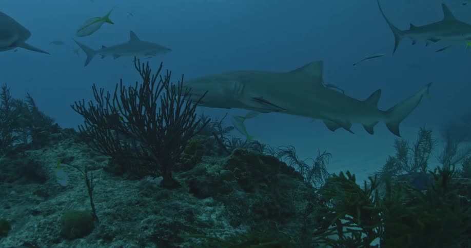Several shark circle just above the ocean floor