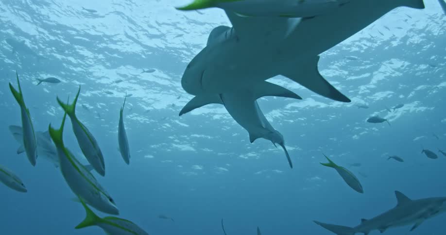 Sharks and fish swim in the ocean