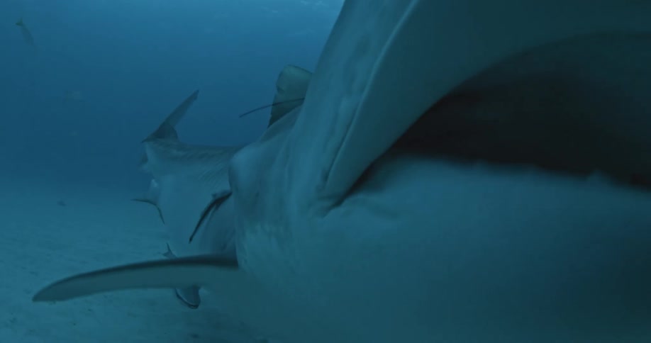 A shark wearing a go-pro swims around