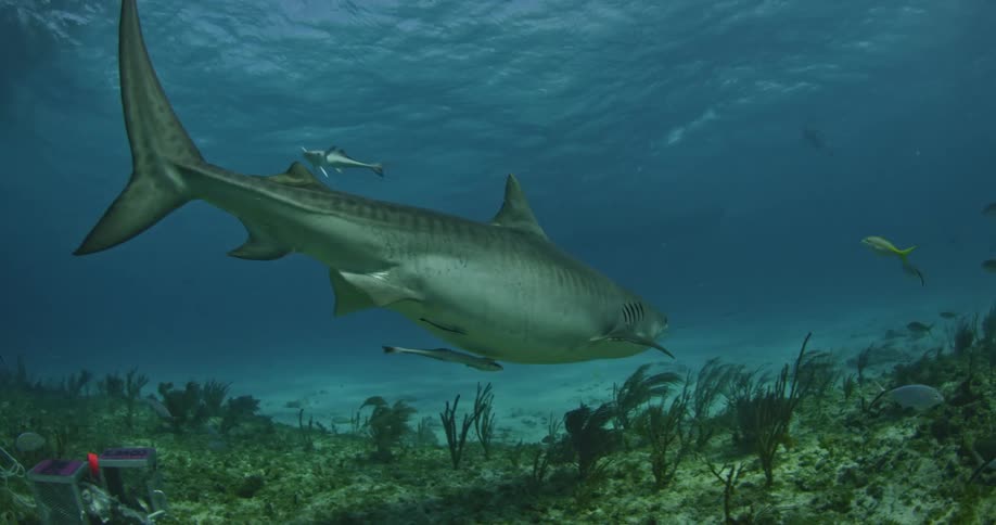 A shark swims in the blue ocean water