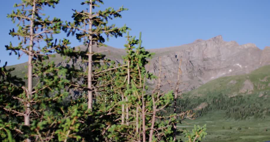 View of some treetops with mountains in the background