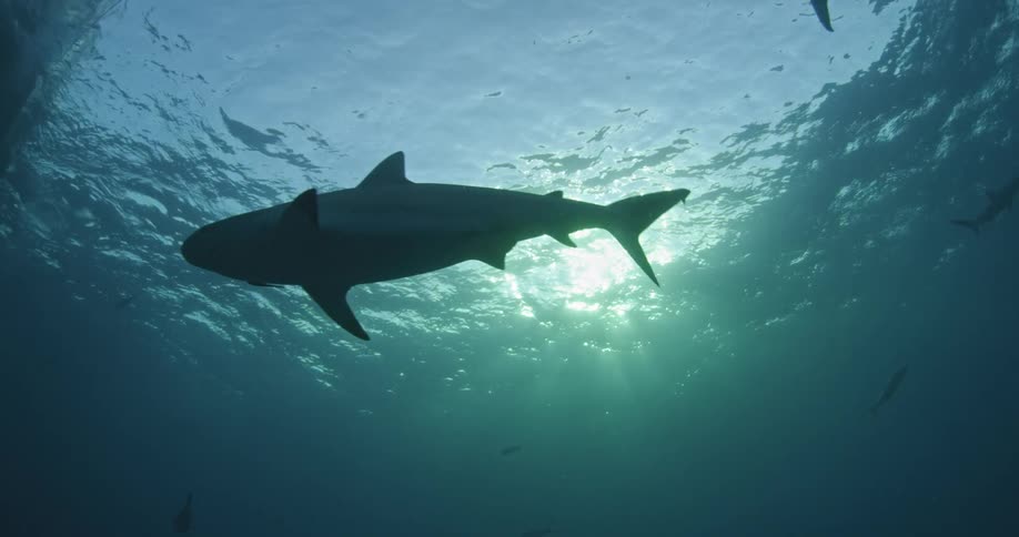 A shark swimming just below the ocean surface