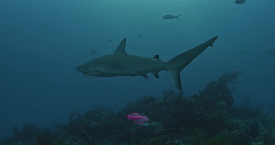 A shark swims alongside the camera