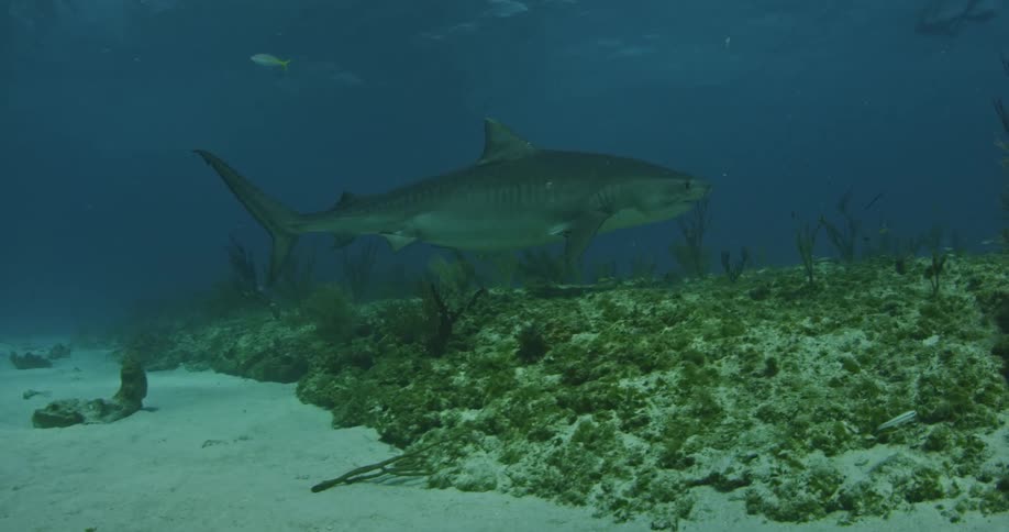A shark swims near the ocean floor