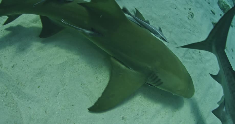 A couple large sharks swim along the white sands on the bottom of the sea