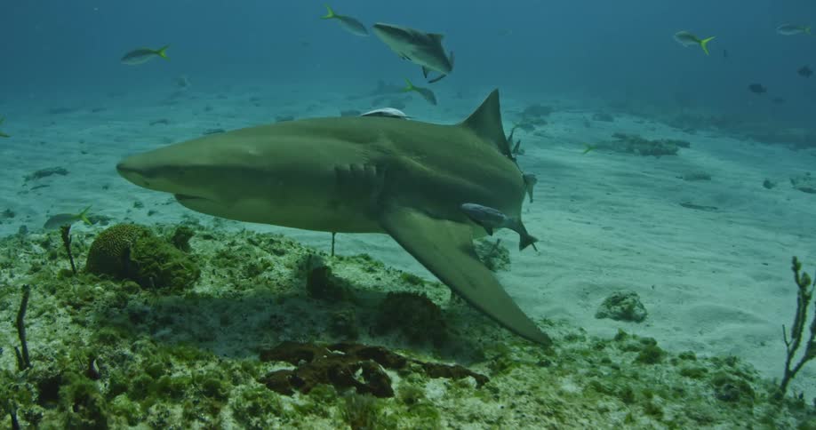 A couple large sharks swim on the bottom of the sea