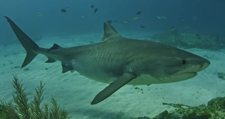 A shark glides slowly along the sand underwater