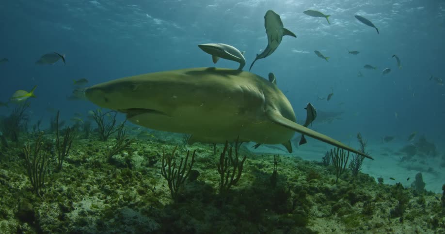 Sharks and fish swimming near ocean floor