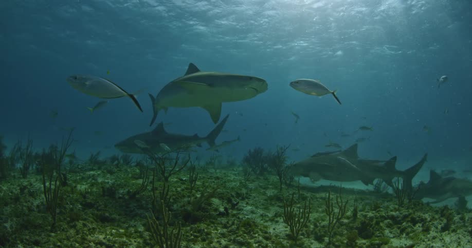 Sharks and fish swim in the ocean