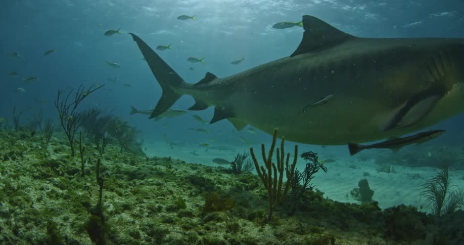 A large fish interacting with the others