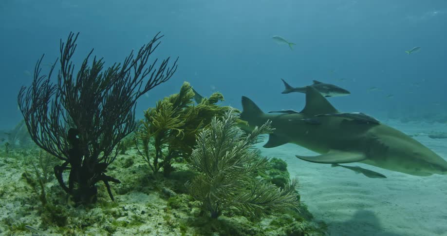 Fish follow a shark swimming at the bottom of the ocean