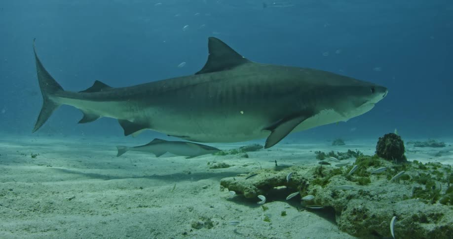 Shark and fish swimming near ocean floor