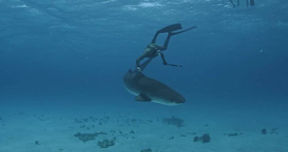 A scuba diver grabs onto a swimming sharks fin