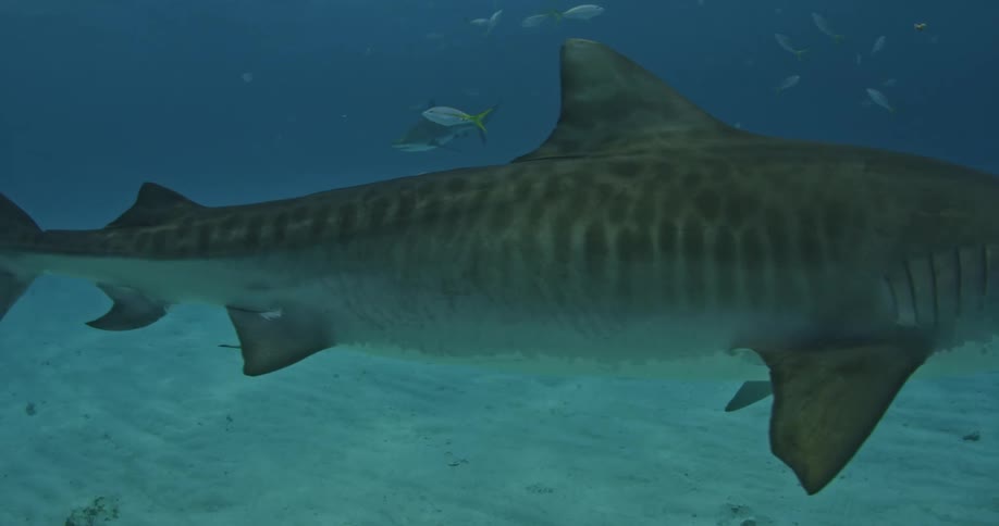 Sharks swimming calmly through the waters