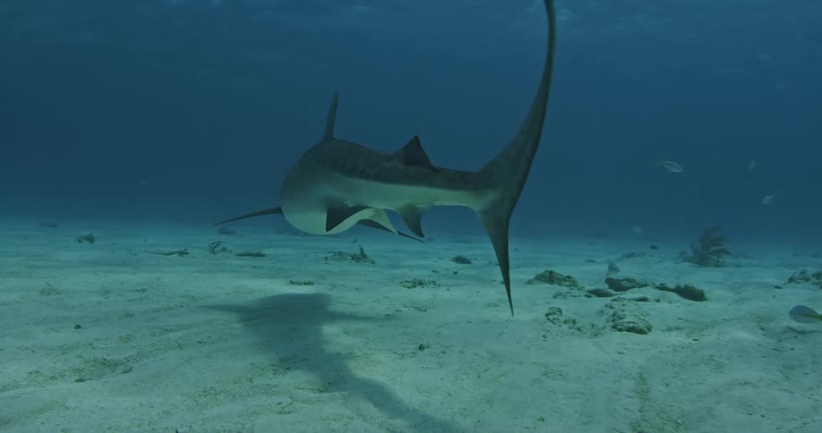 A shark swims along a sandy seabed