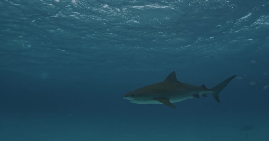 A shark swims just below the surface
