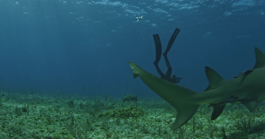 Diver photographing sharks swimming near the ocean floor